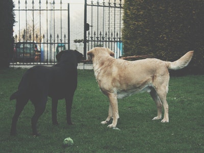 picture of two dogs